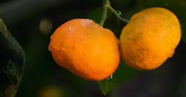 Ladislav Větvička: V oranžove džungli