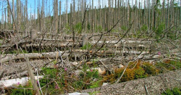 Jan Štrobl 1. díl: Stav lesů v České republice je katastrofální